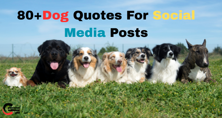 Dog Quotes