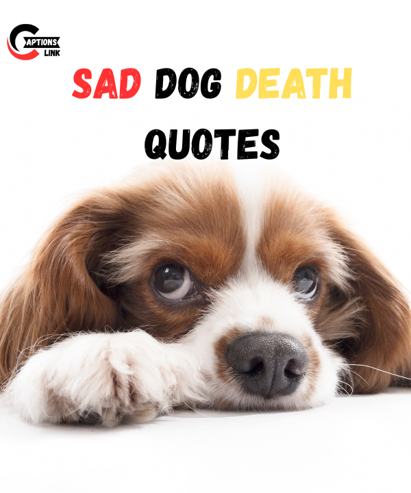 Sad Dog Death Quotes