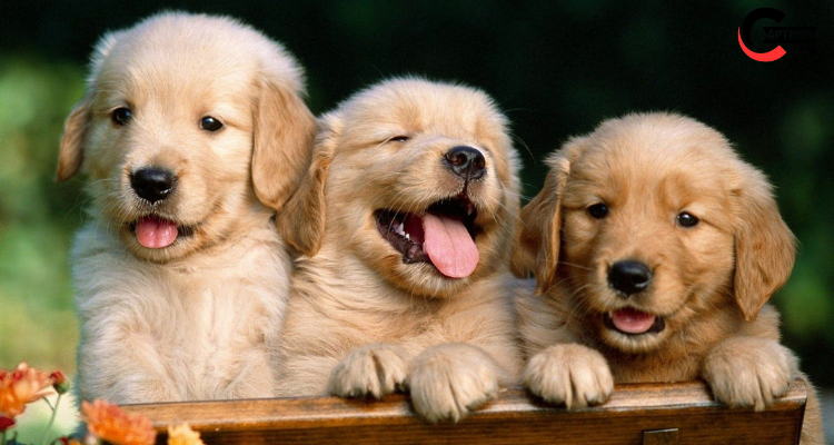 dog quotes